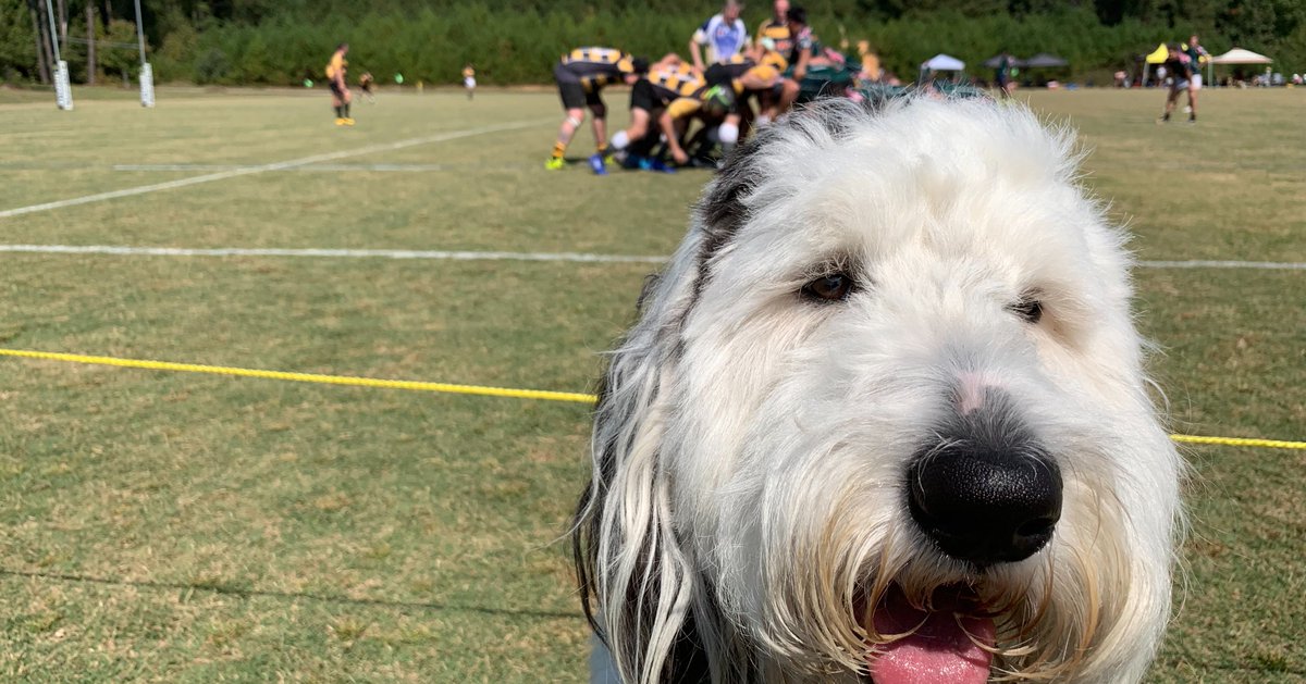 vanversusdog's tweet photo. Waiting for my turn to play with the ball. 

#dogs #dogofinstagram #rugby #sheepadoodle #sheepadoodlesofinstagram https://t.co/AYPOJxmuUw