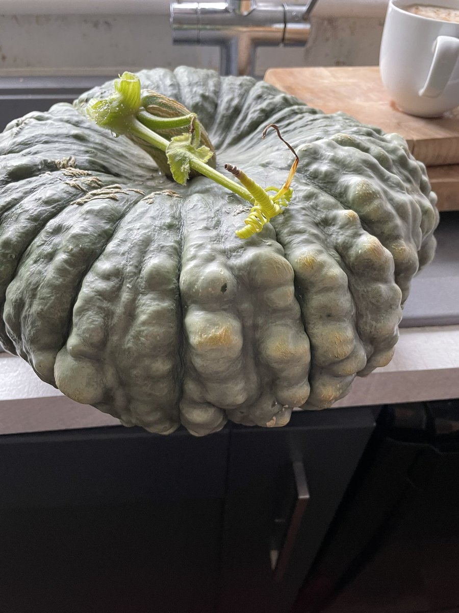 An absolute attention seeker of a squash. I love it. #allotment