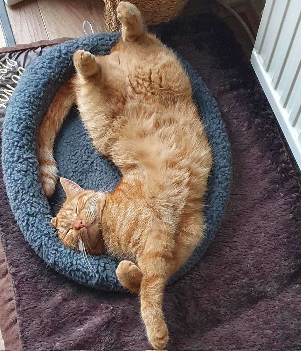 Starsky3Hutchin's tweet photo. This is how I rock 'n roll on a Saturday afternoon. Happy #Caturday twitter gang - Hugs Hutchinson x
#GingerAndTuxi #GingerCats #GingerCatsOfTwitter #Cats #CatsOfTwitter https://t.co/fOgTsxoWho