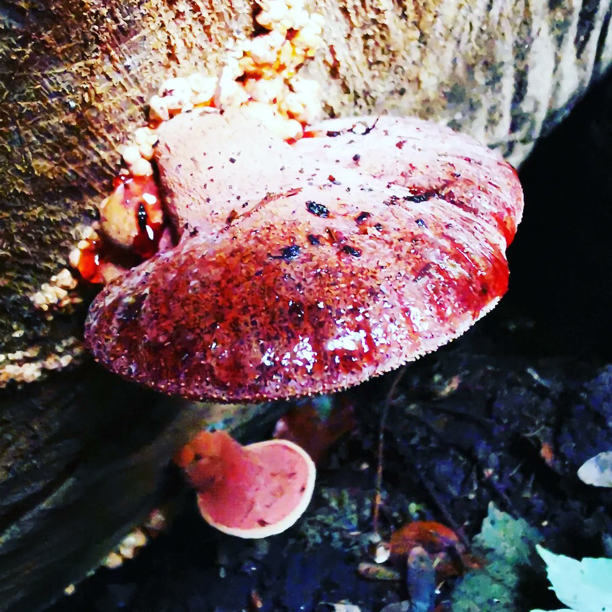 Back_ToThe_Wild's tweet photo. Beefsteak Fungus is more common in the South of England but a rarer find in Ireland. It gets its name from its resemblance to a steak and it even has "blood" oozing out of it. 

It is edible but opinions do differ to how worthwhile it is.

#fungi #wildfood https://t.co/Upik67nS9C