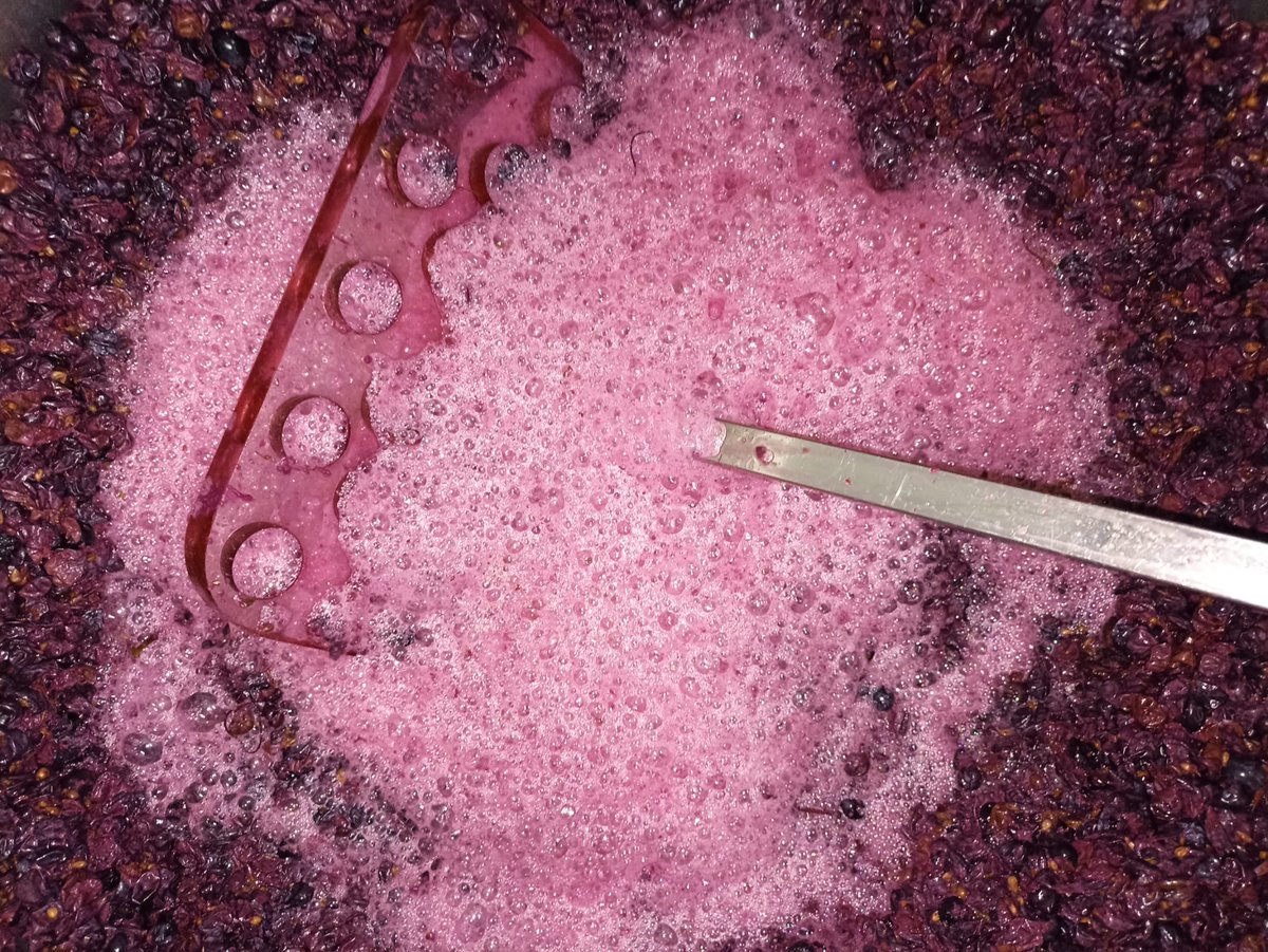 yessamarc's tweet photo. ¿Sabés que es el bazuqueo? 🌿🍇🍷👩🏼🌾👨🏼🌾 Nos ayuda a la extracción del color y taninos 🍇🍇🍇🍇🍇 #agüimes #bodegamunicipal #señoríodeagüimes #fermentación #bazuqueo https://t.co/4GeoTms3Ym