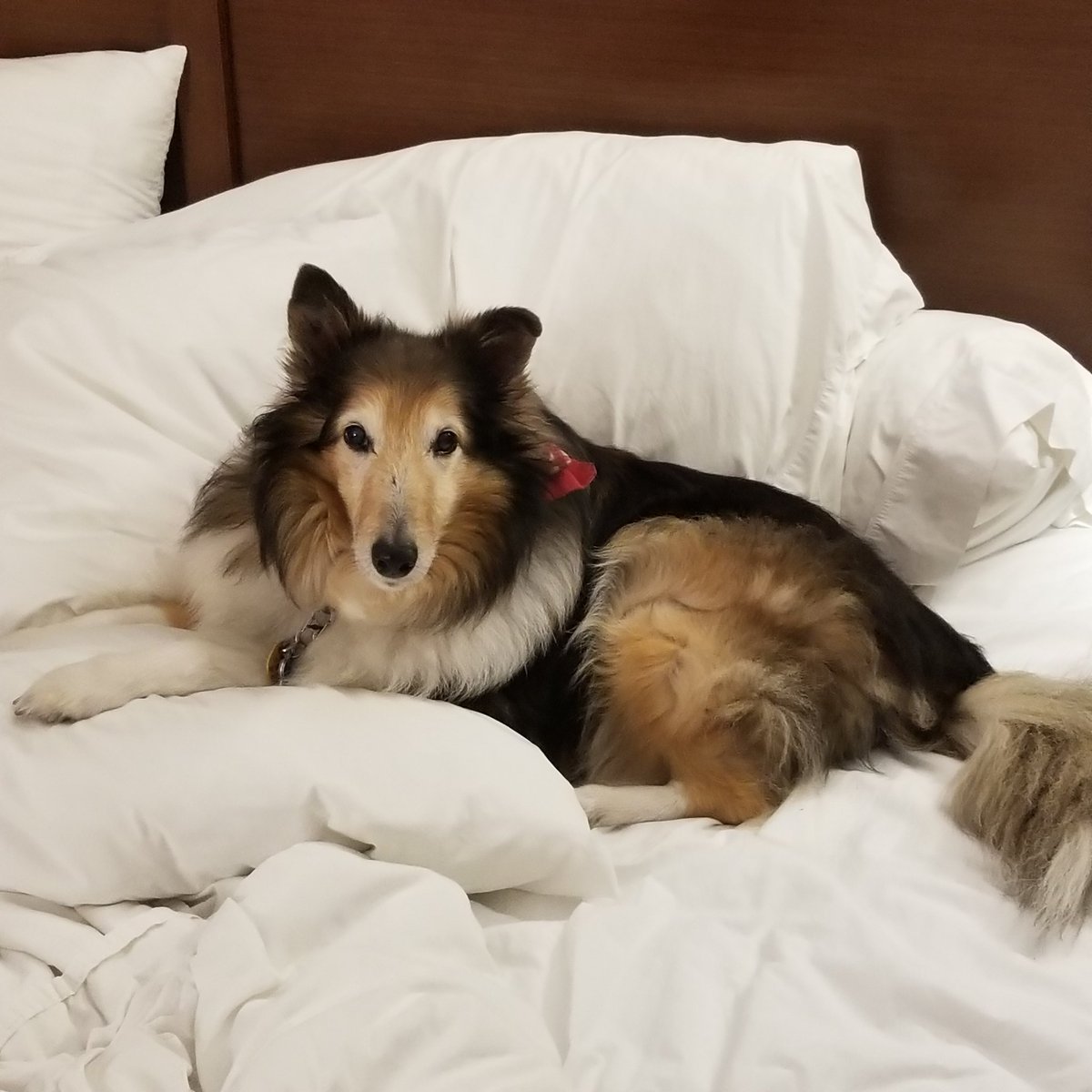 Almosthomeohio's tweet photo. Buddy making himself comfortable in the hotel before #Woofstock! 

#AHDRO #AlmostHomeOhio #RescueDog #RescueSheltie #Sheltie #ShetlandSheepdog https://t.co/8ZwytQx53o