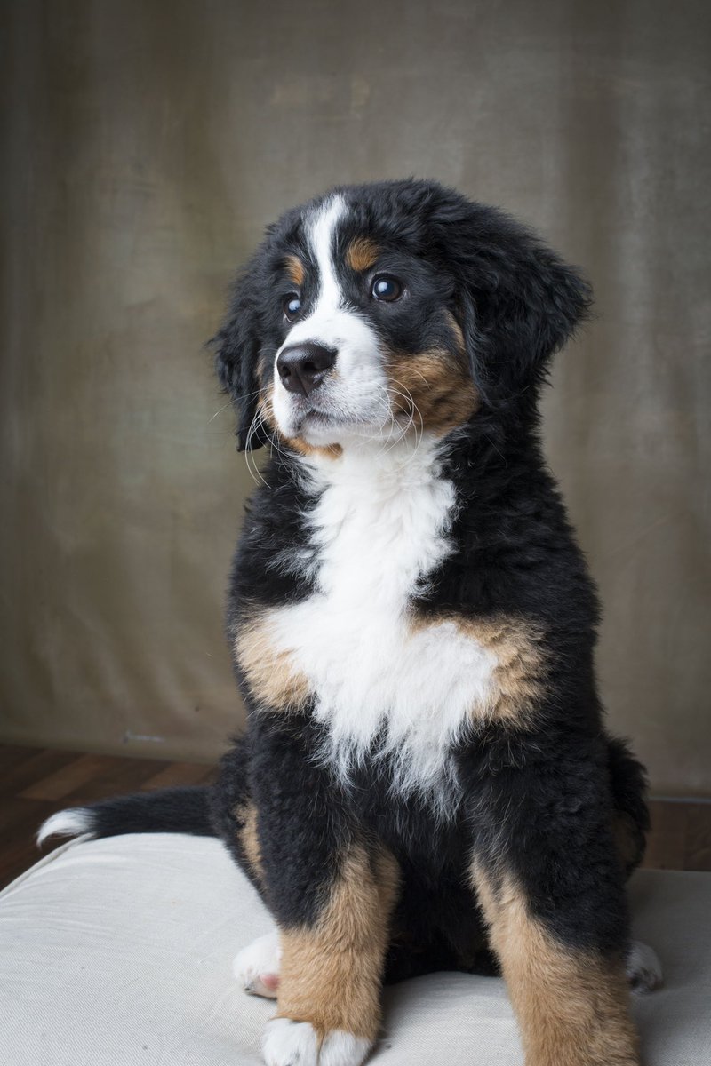 ablanchard's tweet photo. @bunsenbernerbmd Puppy posing https://t.co/pDM672Oj1T