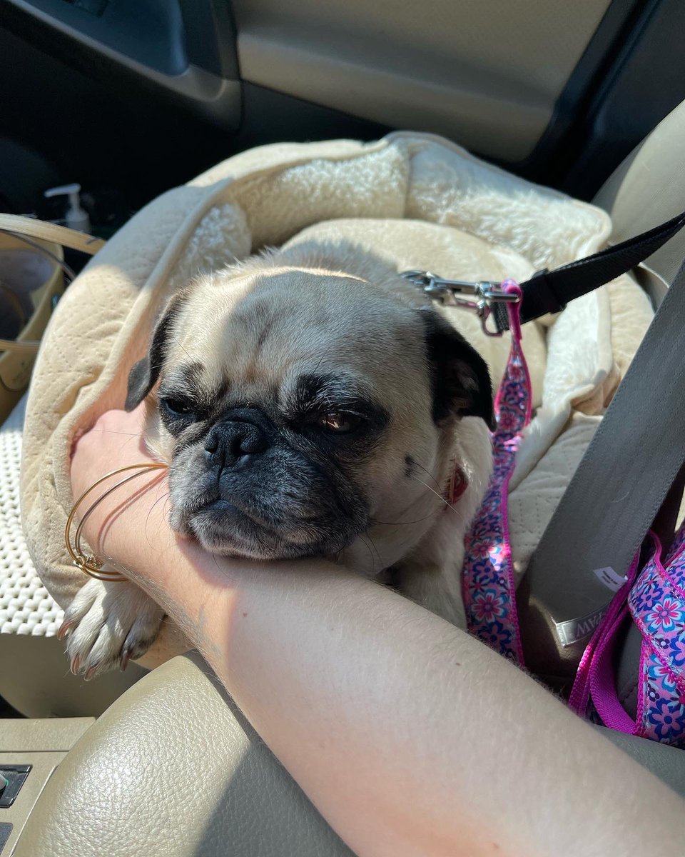 ItsMatchaThePug's tweet photo. Providence was sure fun 😍 traveling with mama is always a blast 💛 #RhodeIsland #MatchaThePug #SaturdayVibes https://t.co/RowbB9QaOq