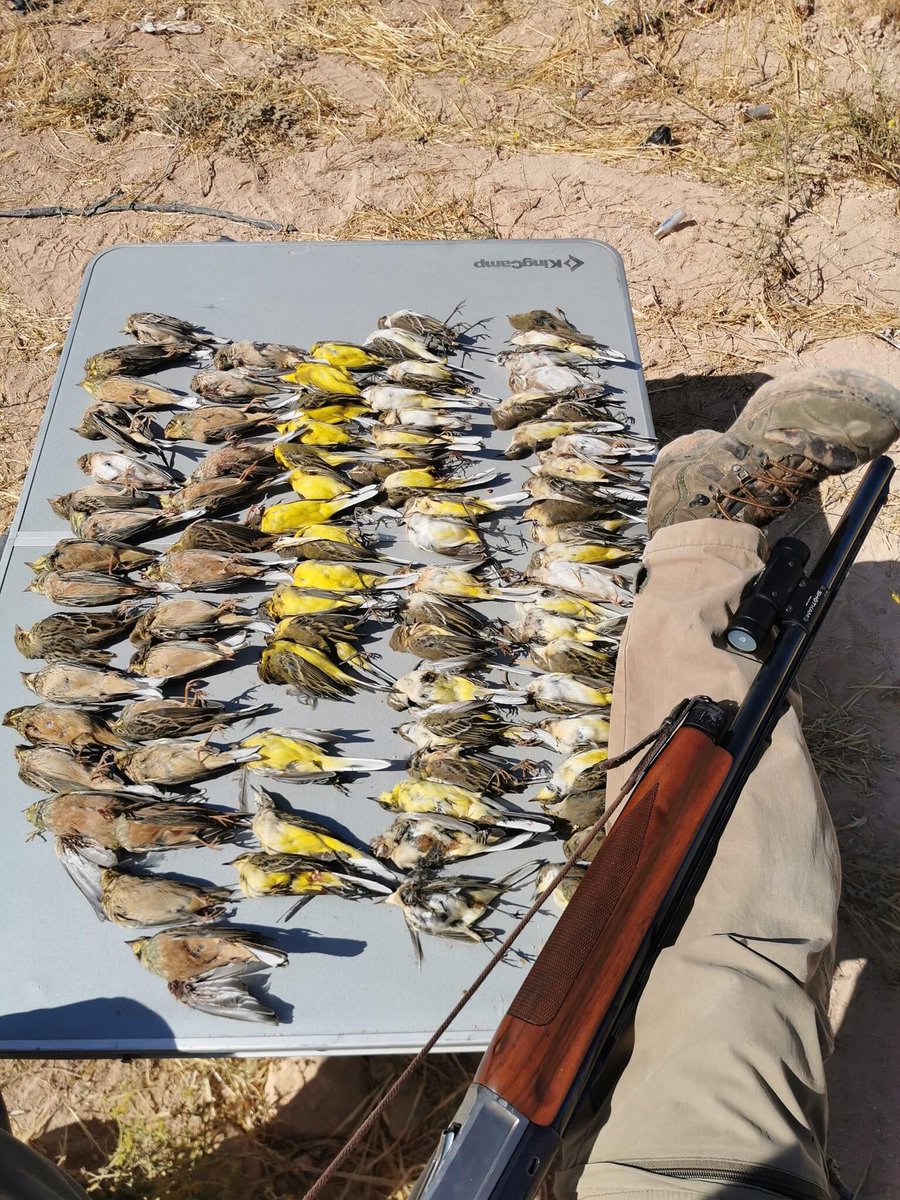 CABS_REPORTS's tweet image. Yep, we’re also keeping an eye on these ‘hunting’ / blatant poaching groups. Seems their ecology are and conservation knowledge doesn’t extend beyond ‘yellows and browns’ and that they’re ’good hunters’ because they ‘only’ shoot small birds … really 😒