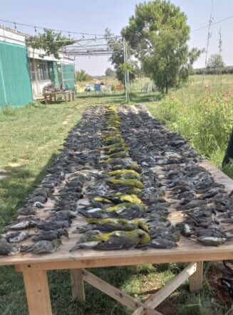 CABS_REPORTS's tweet image. Yep, we’re also keeping an eye on these ‘hunting’ / blatant poaching groups. Seems their ecology are and conservation knowledge doesn’t extend beyond ‘yellows and browns’ and that they’re ’good hunters’ because they ‘only’ shoot small birds … really 😒