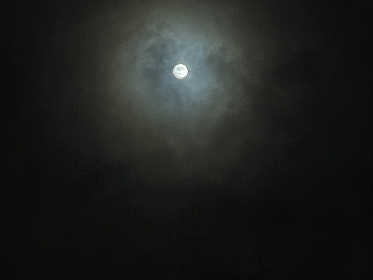 memoryintheblue's tweet photo. #Emoul
#中秋節 
#耳の長い君
#月夜 
#夜の散歩 https://t.co/gCvpwf65aT
