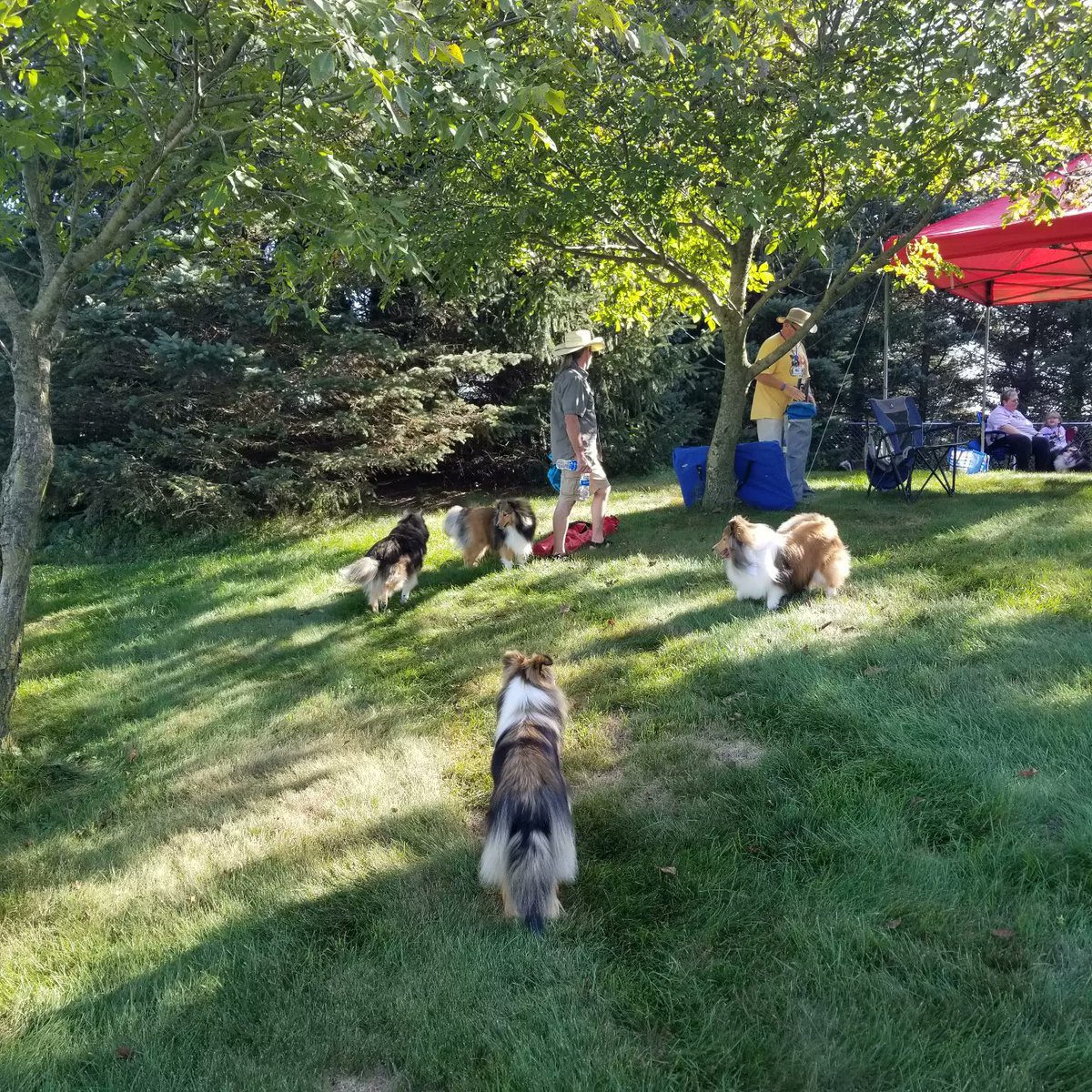 Almosthomeohio's tweet photo. Made it to #Woofstock '22! It's so wonderful to see all these #Shelties running and playing in the Field of Dreams! 😍🐕🐕🐕🐕

#AHDRO #AlmostHomeOhio #Shelties #ShetlandSheepdog https://t.co/yAJ8WqOvbx