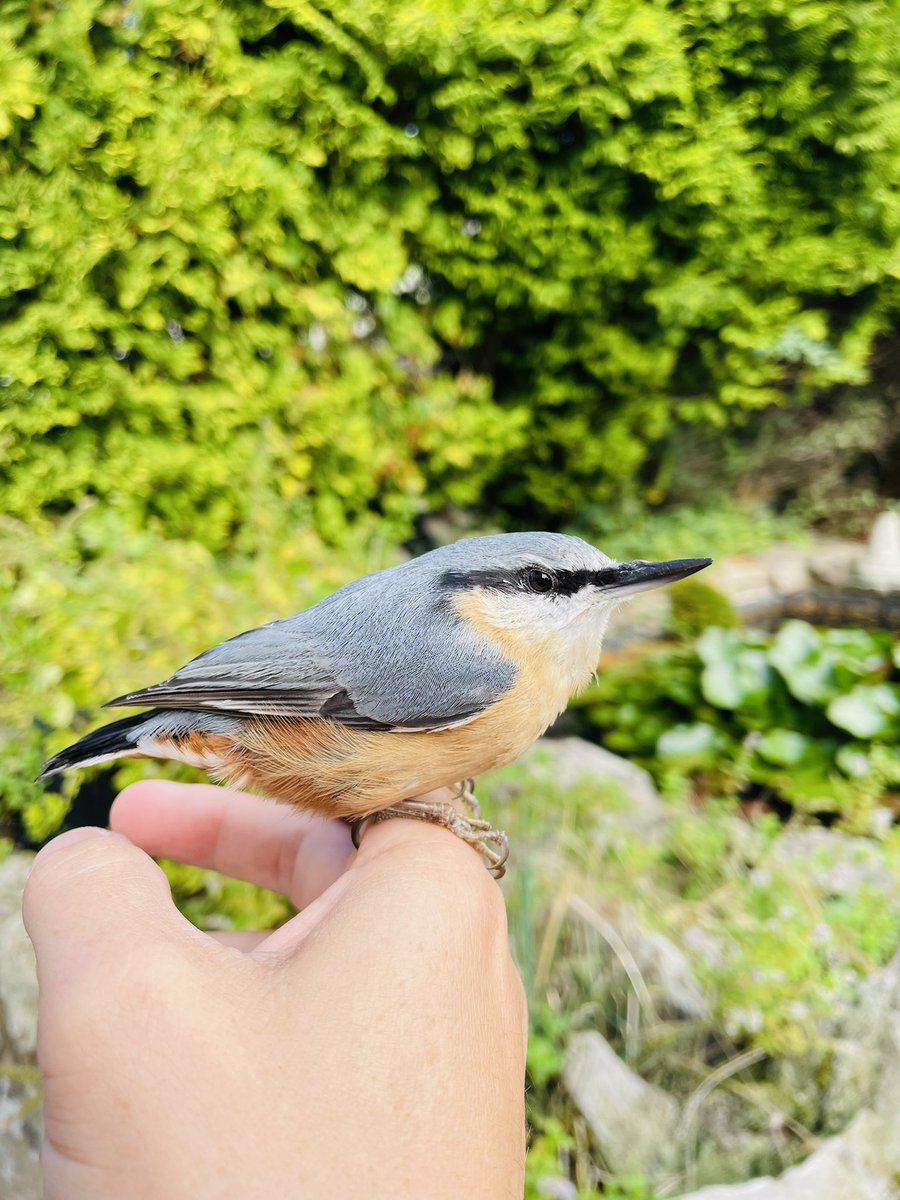 pete_caine's tweet photo. Knocked himself unconscious on the window, and then rescued from the clutches of the cat! Very pleased to see this little beauty fly again #nuthatch #forestofdean #rspb🙂 🌲🌲 https://t.co/QQcHpGA6i4