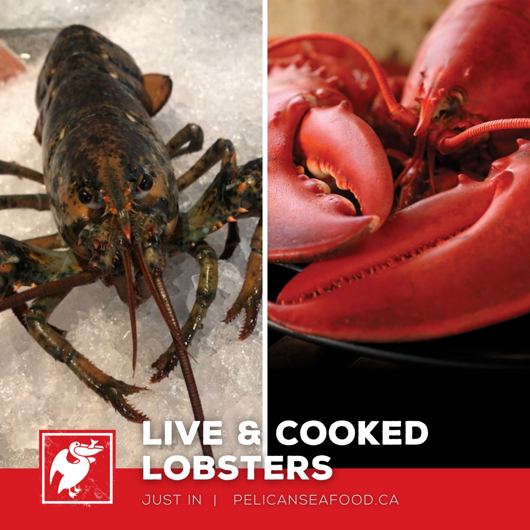 PelicanOttawa's tweet photo. Come and shop FRESH with us this weekend! These Just In:
🐟 Wild Cold Smoked Salmon
🦞Live & Cooked Lobsters
🐟 Red Spring Wild Salmon Fillets
🎣 Icelandic Cod Loins
We hope to SEA you soon!
#ShopLocal #ShopOttawaLocal #EatLocal #SupportOttawa #OttawaShops #Shop613 https://t.co/C1KLbXglQk