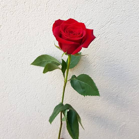 exquisitous's tweet photo. ⠀⠀⠀
↻  sempat  tangan  kosong  raih  sesuatu  dari  suatu  pojok.

Tak  butuh  waktu  lama  pun  baginya  dahului  langkah  hingga  sengaja  terhenti  tepat  dihadapan  @AckermanHeiress  menyodor  benda  termaksud:

⸻setangkai  bunga  mawar;  artifisial  tak  mengapa.
⠀⠀⠀ https://t.co/3KQRDKoVYa