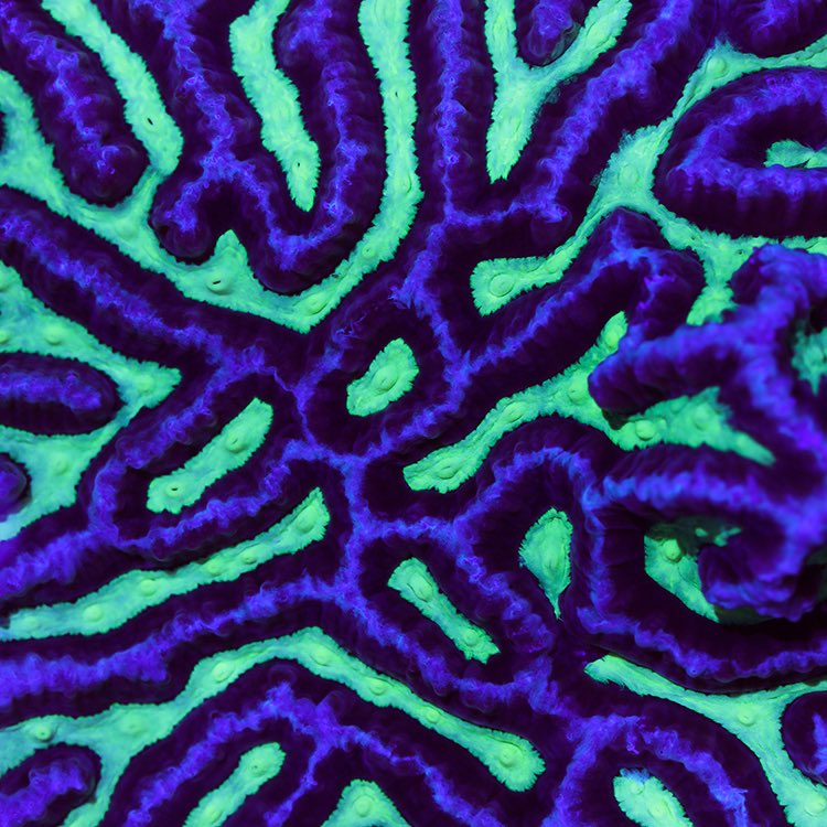 CoralMorph's tweet photo. Luminous labyrinth #coralmorphologic https://t.co/tYfStwUGzU
