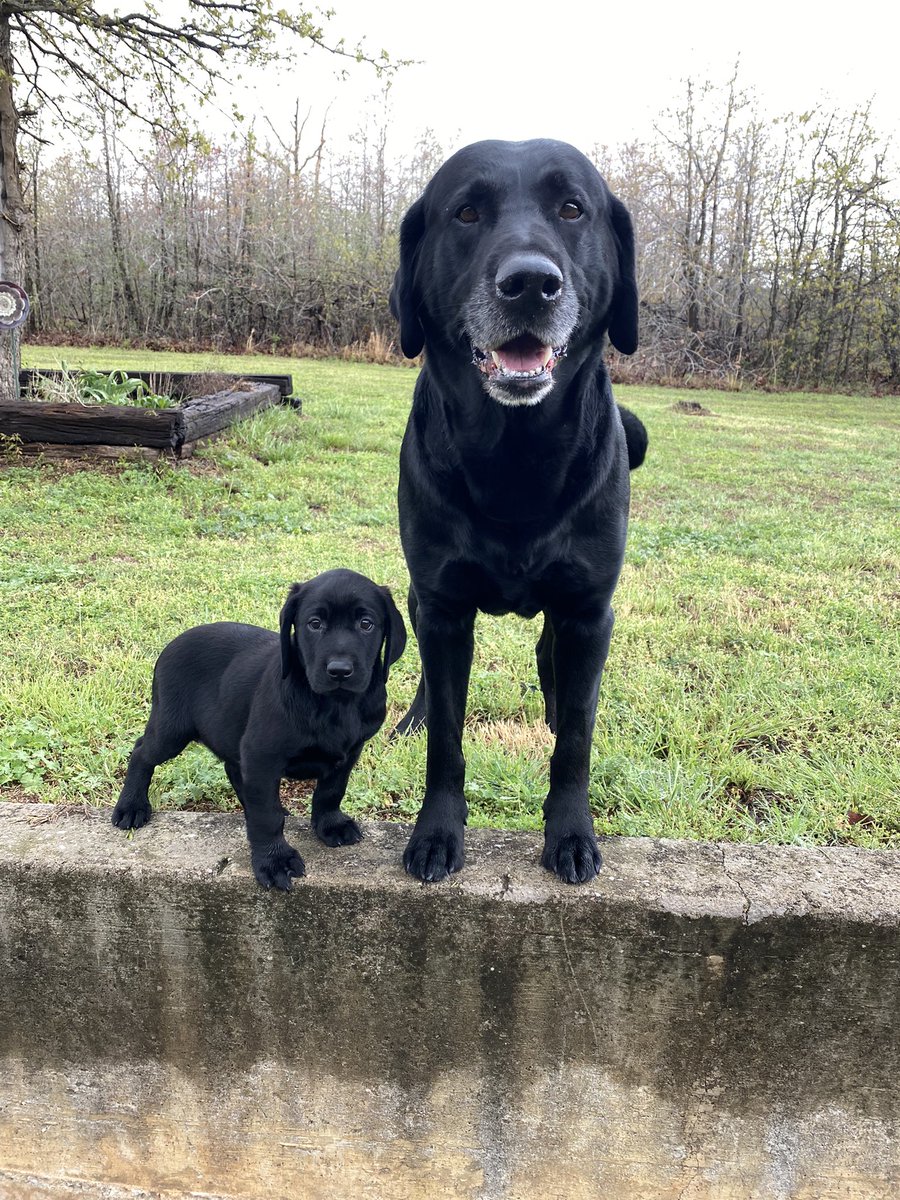 SuzieQuackers2's tweet photo. @cornhusker2022 Nice the Pup is #TugBoat and the #OlMan is Drake! Got a soft spot in my Heart for #LabradorRetrivers Best luck tomorrow!!!! https://t.co/Oy4rSIwi6Z