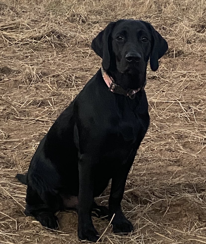 SuzieQuackers2's tweet photo. @cornhusker2022 Nice the Pup is #TugBoat and the #OlMan is Drake! Got a soft spot in my Heart for #LabradorRetrivers Best luck tomorrow!!!! https://t.co/Oy4rSIwi6Z