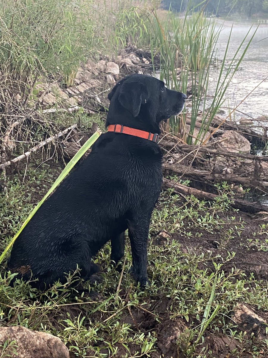 SuzieQuackers2's tweet photo. @cornhusker2022 Nice the Pup is #TugBoat and the #OlMan is Drake! Got a soft spot in my Heart for #LabradorRetrivers Best luck tomorrow!!!! https://t.co/Oy4rSIwi6Z