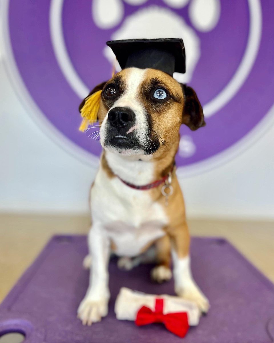 RickHammerly's tweet photo. ⁣⁣Congratulations, Muchacho! ⁣We could not be prouder of our recent graduate! Special thanks to Britney &amp; the staff at Impawsible Pups for supervising his journey. ⁣⁣
⁣⁣
#dogschoolgraduate #dogsofrva #proudpapas 🏳️‍🌈 #beaglelife https://t.co/7j1wVxLcKV