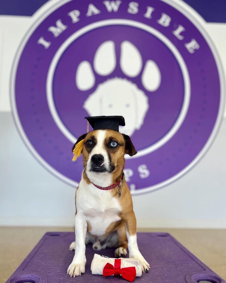 RickHammerly's tweet photo. ⁣⁣Congratulations, Muchacho! ⁣We could not be prouder of our recent graduate! Special thanks to Britney &amp; the staff at Impawsible Pups for supervising his journey. ⁣⁣
⁣⁣
#dogschoolgraduate #dogsofrva #proudpapas 🏳️‍🌈 #beaglelife https://t.co/7j1wVxLcKV