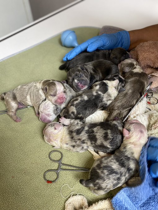 Twitter say hey to the new family ?, 8 pack !!!
- American Bullies
IG: Ashesavagekennel *for serious
