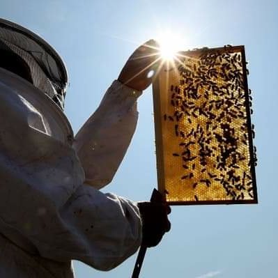 radicalhoneybee's tweet photo. The Royal beekeeper, John Chappelle, aged 79, has told the Queen's bees that "the lady has died."

He placed black ribbons tied in bows on the hives before asking the, mostly dark European, bees not to leave and to be good to their new master, King Charles III. https://t.co/8sBT2e5eoi