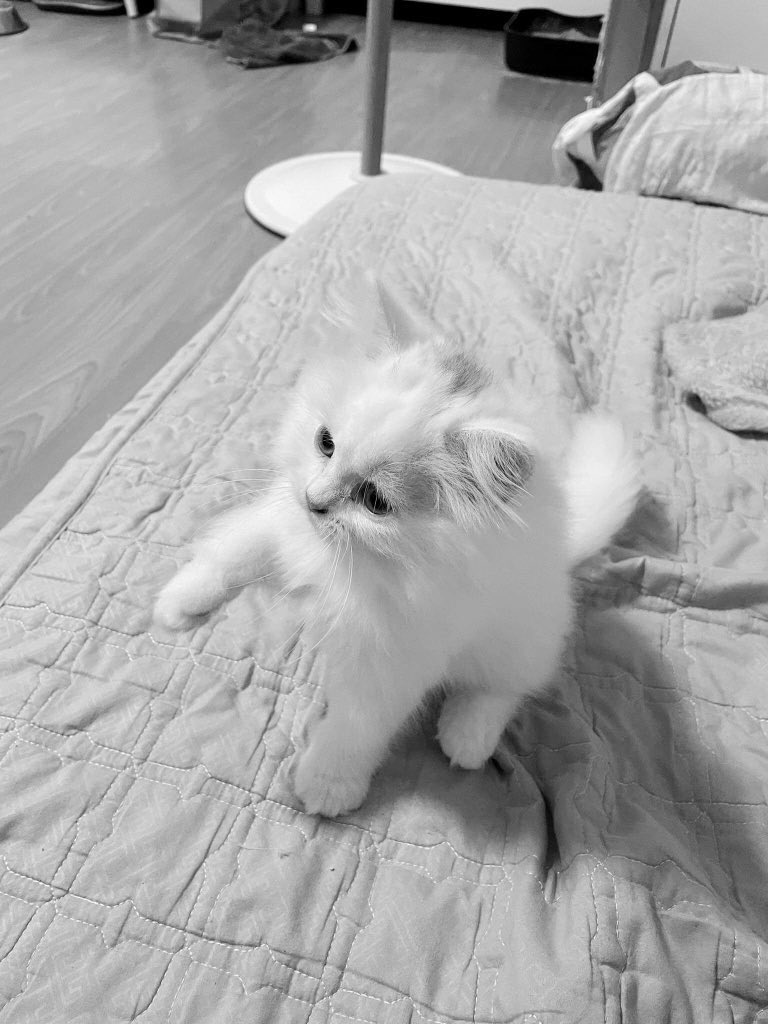 xiccweyn's tweet photo. I failed as a son
I failed as a boyfriend
I failed as a human 
And I failed as a FurDaddy💔
Sorry for everything…. https://t.co/BNVRbukwLT