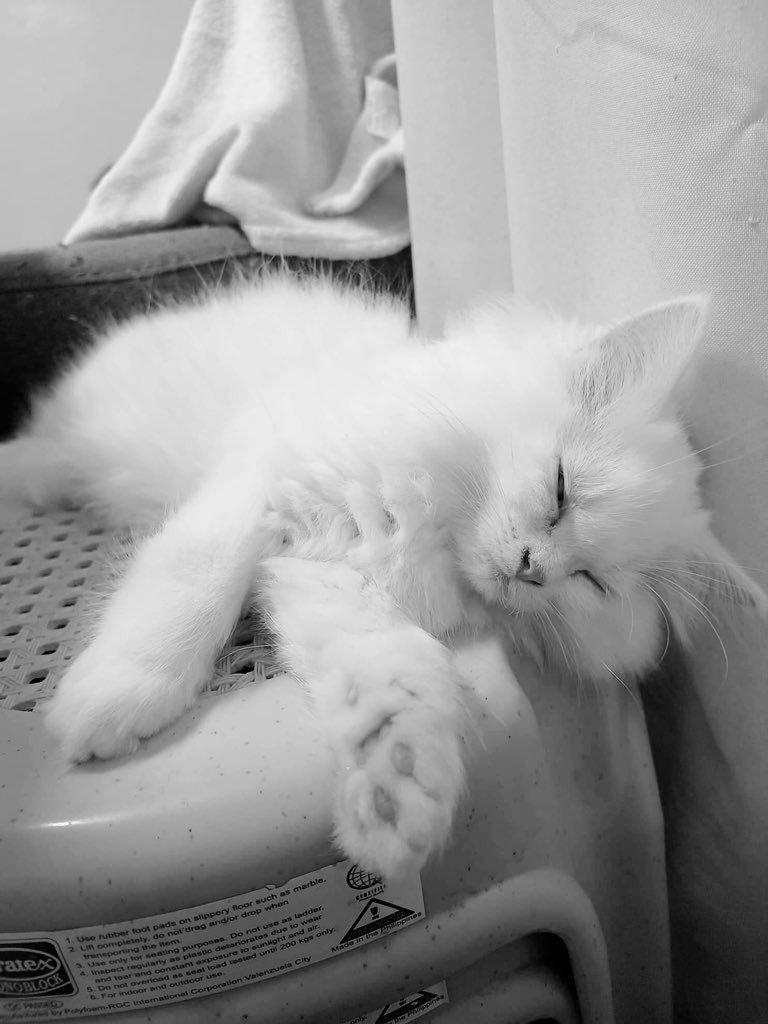 xiccweyn's tweet photo. I failed as a son
I failed as a boyfriend
I failed as a human 
And I failed as a FurDaddy💔
Sorry for everything…. https://t.co/BNVRbukwLT