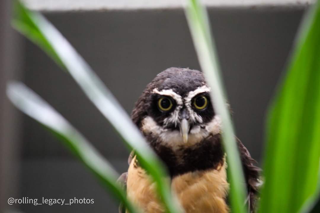 jazzybaseball06's tweet photo. (Shot on Canon eos 4000d)

#saintlouiszoo #birdphotography #photography #photooftheday #photographer #canon #canonphotography #birds #Photo_Folio #photo #PHOTOS https://t.co/E8Tl1s0mR6
