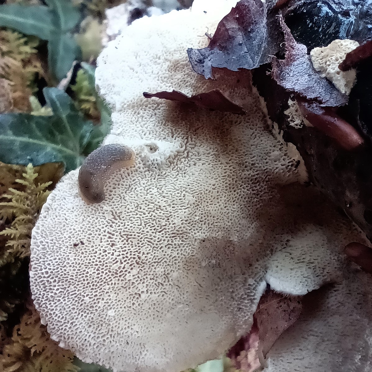 AVACooperativa's tweet image. 🐌#Hongos y babosas

🐛Los gusanos y las babosas sienten predilección por las setas, dejando unos pequeños bocaditos en los ejemplares
🤤En algunos casos hemos encontrado #sombreros y #estipes masticados, aunque aquí hay uno descansando en los tubos/poros de este #carpóforo 🍄