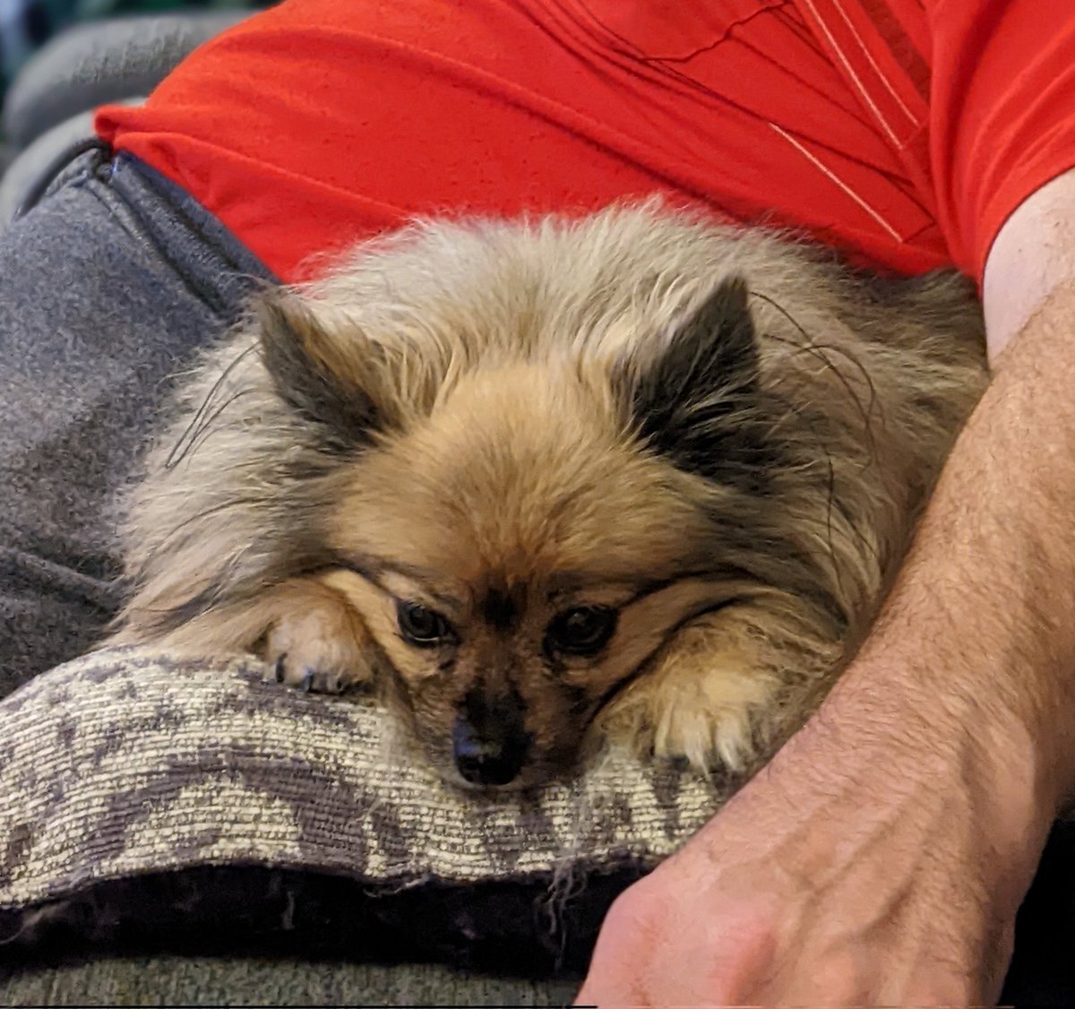 DogCastRadio's tweet photo. Cushions are for canines! 

So are cuddles! 

#dogsonsofas #dog #doglover https://t.co/TC6dWKCVJj