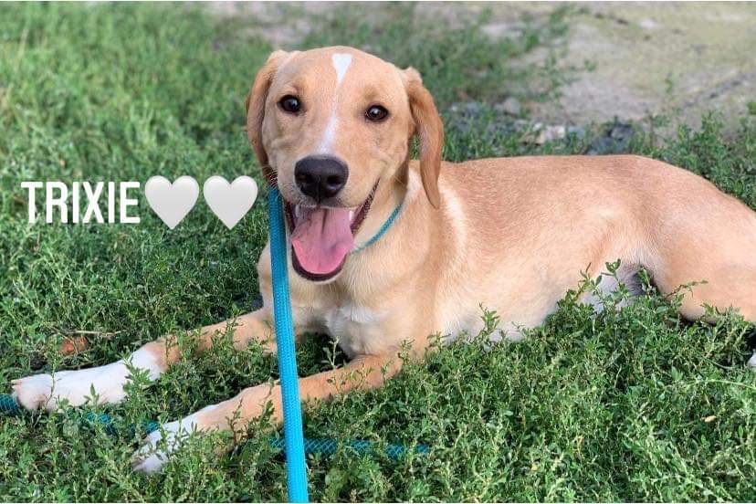SCD_Rescue's tweet photo. DOGS TRAVELLING TO THE UK SOON
Rescuers in Bosnia are full and space to take new dogs in is becoming harder to find. 

With the winter coming up we need to travel some dogs.
The following dogs travel to the UK this month, all need foster or forever homes.
https://t.co/ja5zpSS5pd https://t.co/X9N9rxOVAH