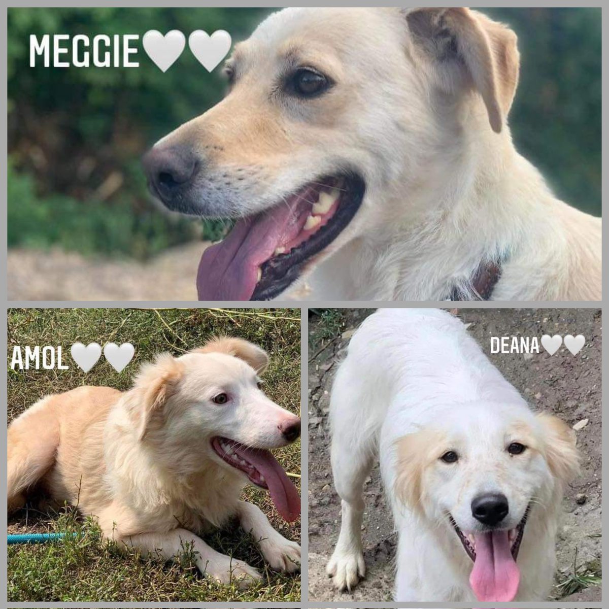 DOGS TRAVELLING TO THE UK SOON
Rescuers in Bosnia are full and space to take new dogs in is becoming harder to find. 

With the winter coming up we need to travel some dogs.
The following dogs travel to the UK this month, all need foster or forever homes.
secondchancedogrescue.co.uk
