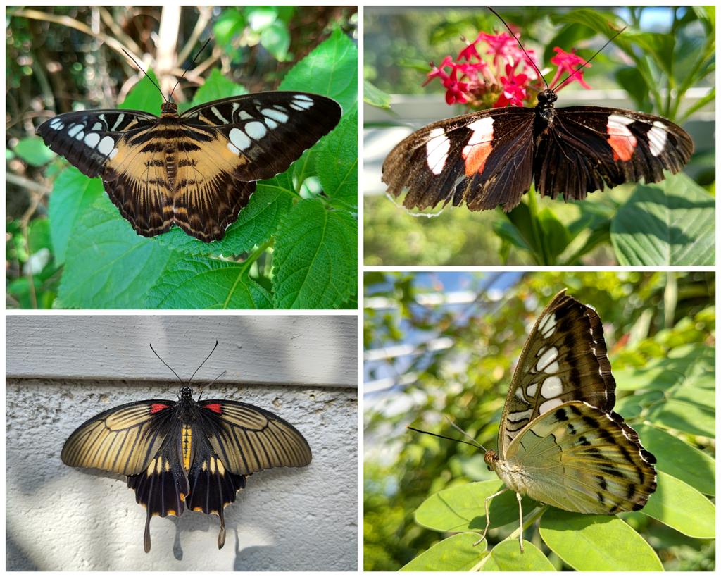 Dr Lewys Jones (he/him) tweet media