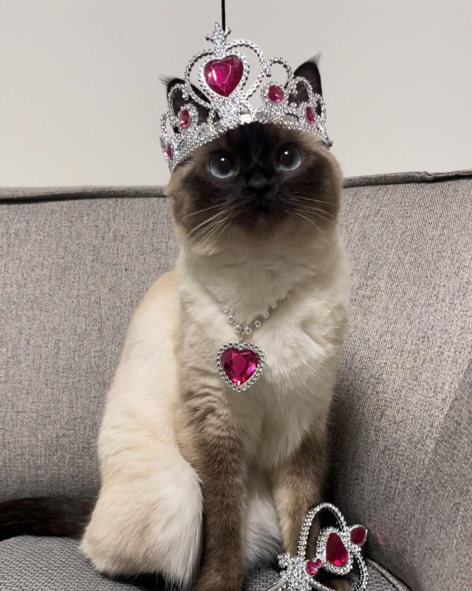 _siameselover_'s tweet photo. Princess 👑💛💫

#siamese #QueenElizabeth #catlover https://t.co/TgFtRihwMz