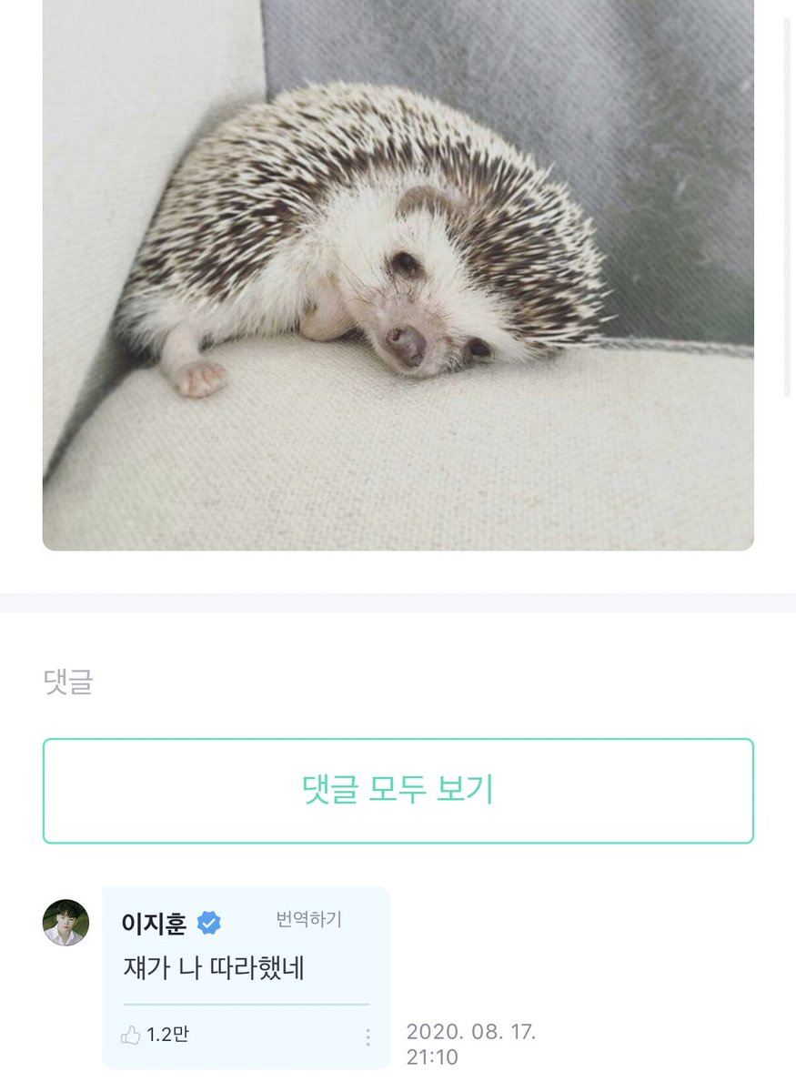 WooziBrasil's tweet photo. [#WEVERSE] 09.09.22: Comentário do Woozi no post de um carat no Weverse.

💎: Woozi porco-espinho.
🍚: Ele me copiou. https://t.co/jFtxCzjWqS