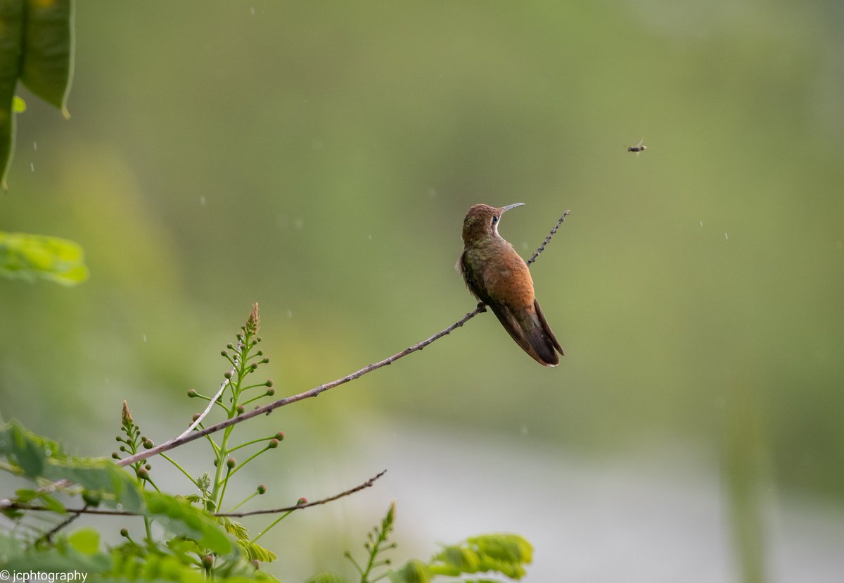 jcphtography's tweet photo. Female Ruby Topaz eying up a fly👀. Captured in Tobago. https://t.co/ZMV5GS9sXy