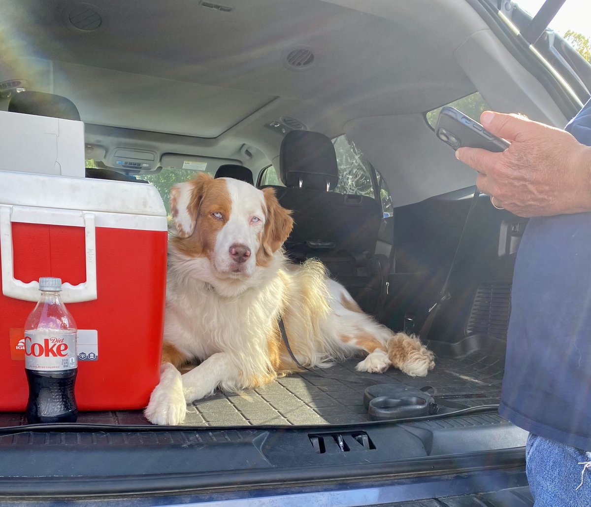 debvan1411's tweet photo. Hey @DietCoke @CocaCola @CocaColaCo .. our rescue Joe ,wants to know if you need a spokesdog ? Just give him a bark … #spokesdog #heneedsajob #dogsoftwitter #dogsofinstagram #Australian #Shepherds #cocacolaco #hestherealthing https://t.co/uTXrsjsIZu