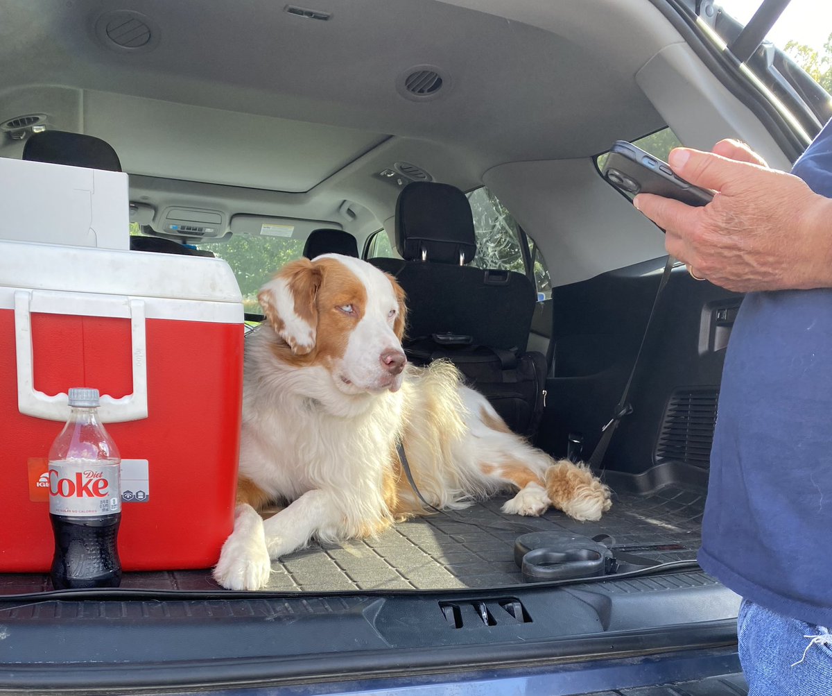 debvan1411's tweet photo. Hey @DietCoke @CocaCola @CocaColaCo .. our rescue Joe ,wants to know if you need a spokesdog ? Just give him a bark … #spokesdog #heneedsajob #dogsoftwitter #dogsofinstagram #Australian #Shepherds #cocacolaco #hestherealthing https://t.co/uTXrsjsIZu