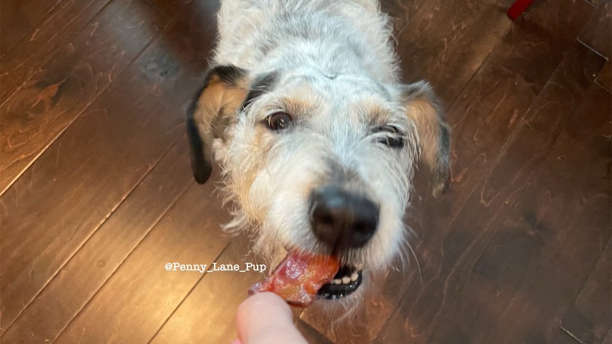 A wuv story 🥓🥰❤️🥓

*Roxie got a bigger piece dan me 😏
#dogsoftwitter #pennylane #bacon