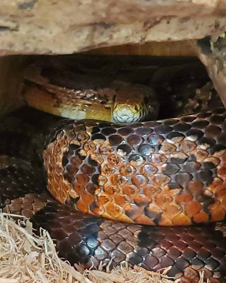 Hello Mahei! Have you been able to see her in one of our programs? What about having her come to your birthday party? Email us at programs@nectaroutreach.org to find out how our ambassadors can crash your next event!