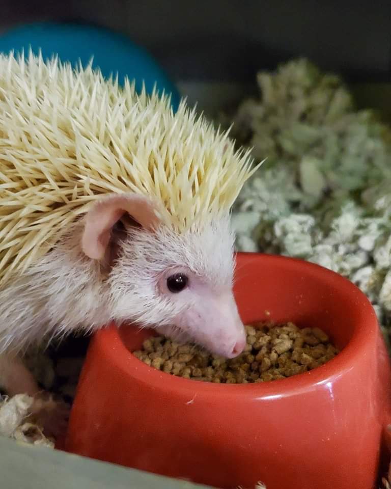 Nom nom nom. Clover loves her treats hidden in her daily diet.