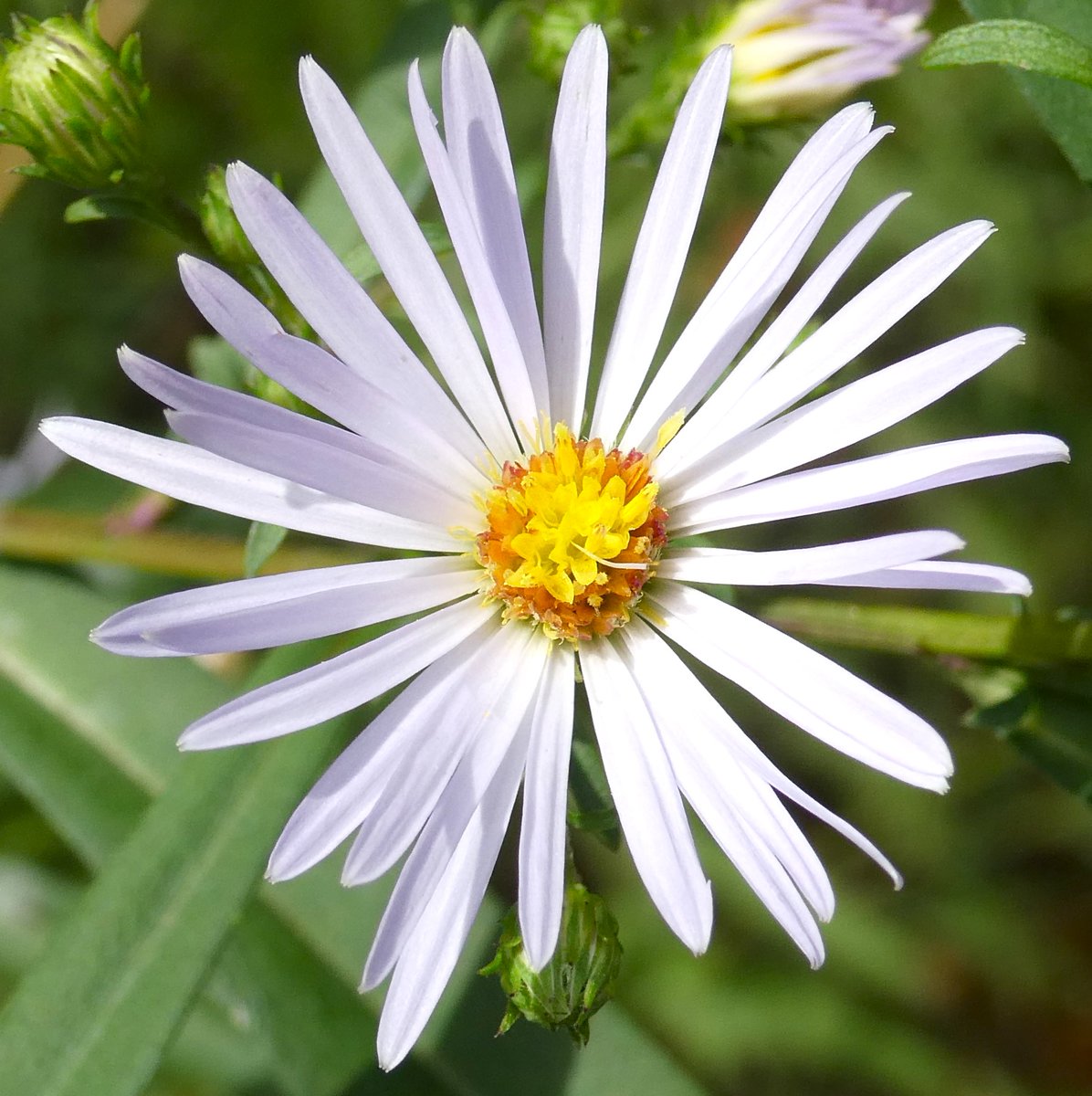 A Michaelmas daisy for #MichaelmasDay