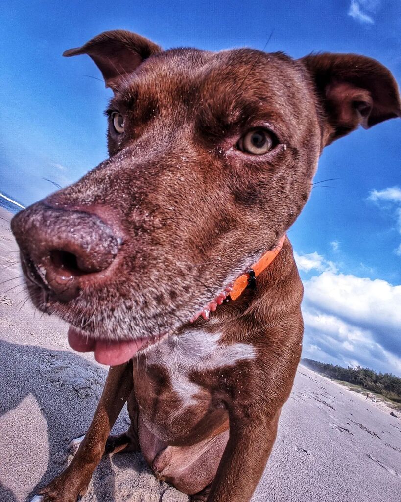 sle3va's tweet photo. - Haha. Bardzo śmieszne Padre. Se tak focić możesz wróbelka-koliberka. To ci w końcu długi wyjdzie. Jako tako. PRAWIE.

#pitbull #rednose #Hacker #pitboy #pitduke #księciunio #naplaży #beach #koo #vacation #wakacje https://t.co/0CJl7OcbPO https://t.co/cvtmdUAak1