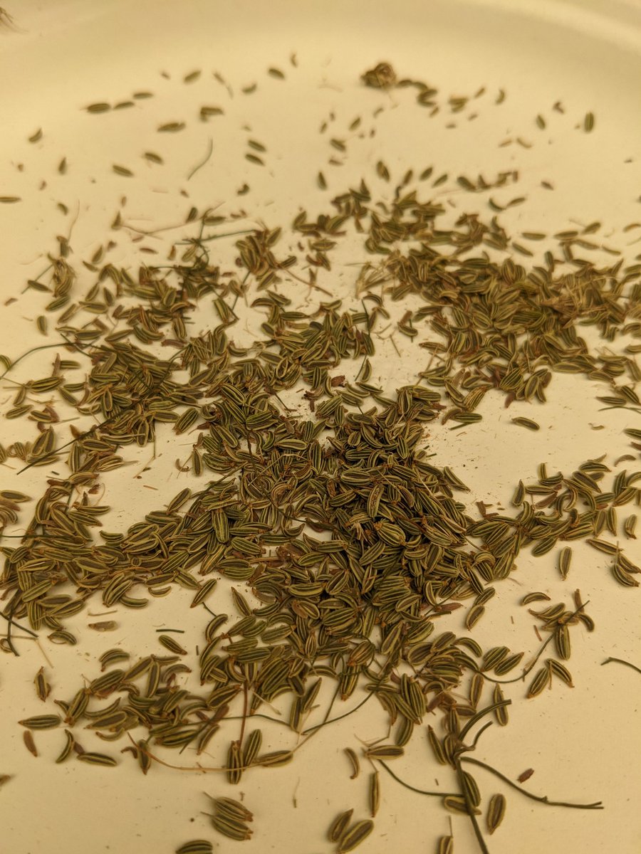 mrdemedeiros's tweet photo. One of my favourite spices to harvest. First fennel seed pods of the season. #gardening https://t.co/5ZUoQiYW6H