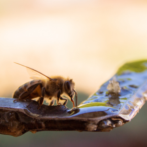 beebuiltsupply's tweet photo. It’s here and even sweeter than we remember! The Ultimate Hive Tool is IN STOCK! 🐝🌻

#beekeeping #natrualbeekeeping #beebuilt #honeybee #honey #honeyharvest #ultimatehivetool #handmade #handmadeinportland #madeinportland https://t.co/uNWeTrFtgs