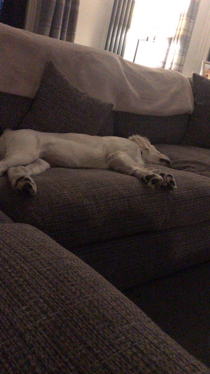 bethan_read's tweet photo. @NickyAACampbell It’s a no in our house but the message hasn’t got through to Archie 😊 https://t.co/9ta1p2vv5K