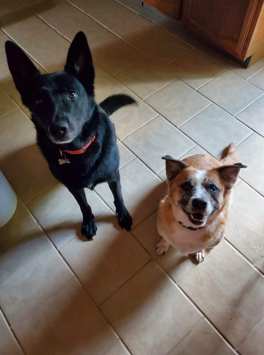 Morgan_Doodles's tweet photo. @bradcolbow Having treats or cheese helps (treat was above phone) https://t.co/H9x62Vstim