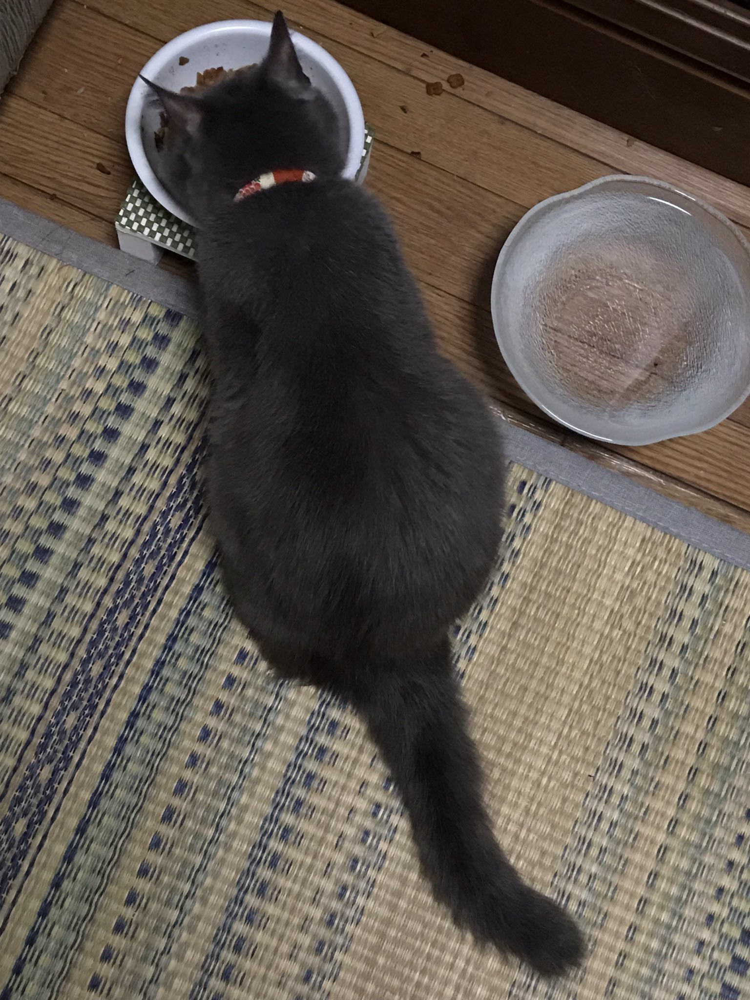 深谷かほる 夜廻り猫 8巻 猫22歳とは 人間なら100歳以上 まだまだ元気で 冴えてるホコリさん Twitter