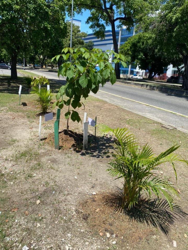 claudicit's tweet photo. Así o Así ?👇🏻Av. Las Delicias frente al Centro Andrés Bello, urbanización del mismo nombre en #Maracay #CiudadJardín #ArbolesUrbanos por @sembramostodos #Actuamos #Sembramos #Cuidamos #Defendemos @AGiraudG @caracasapie @kurucuteando @diomarcv @PepeClavijoA @amigosdemaracay 🌳 https://t.co/RHLzPseM8X
