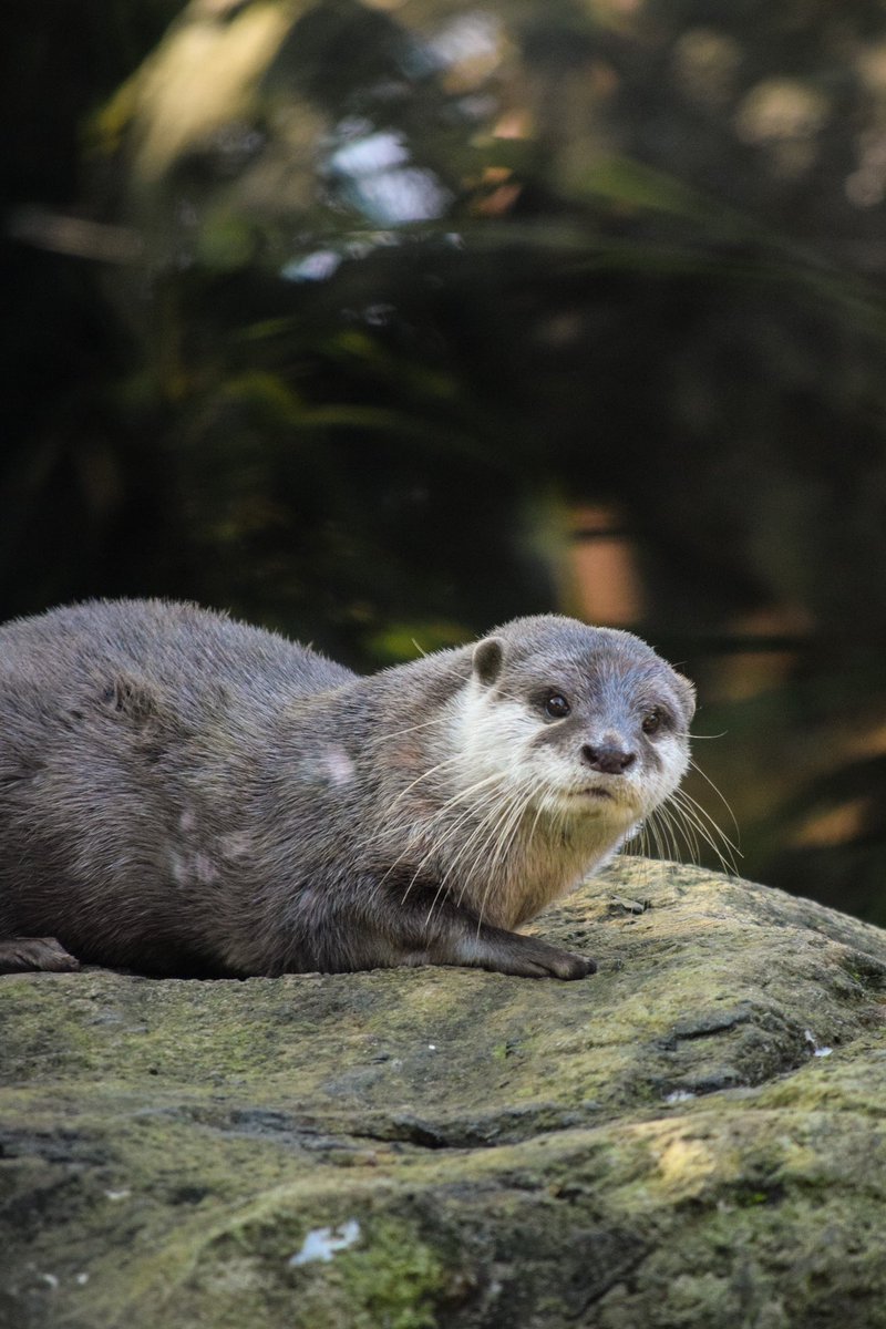 Kerry At Taronga tweet media