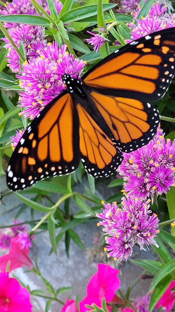 MrB_KBC's tweet photo. I made a new friend while #monarch watching @patrickspub603. She was getting too close so I moved her off the amaranth the butterflies were enjoying! #savethemonarchs https://t.co/zb9aeKz9fD