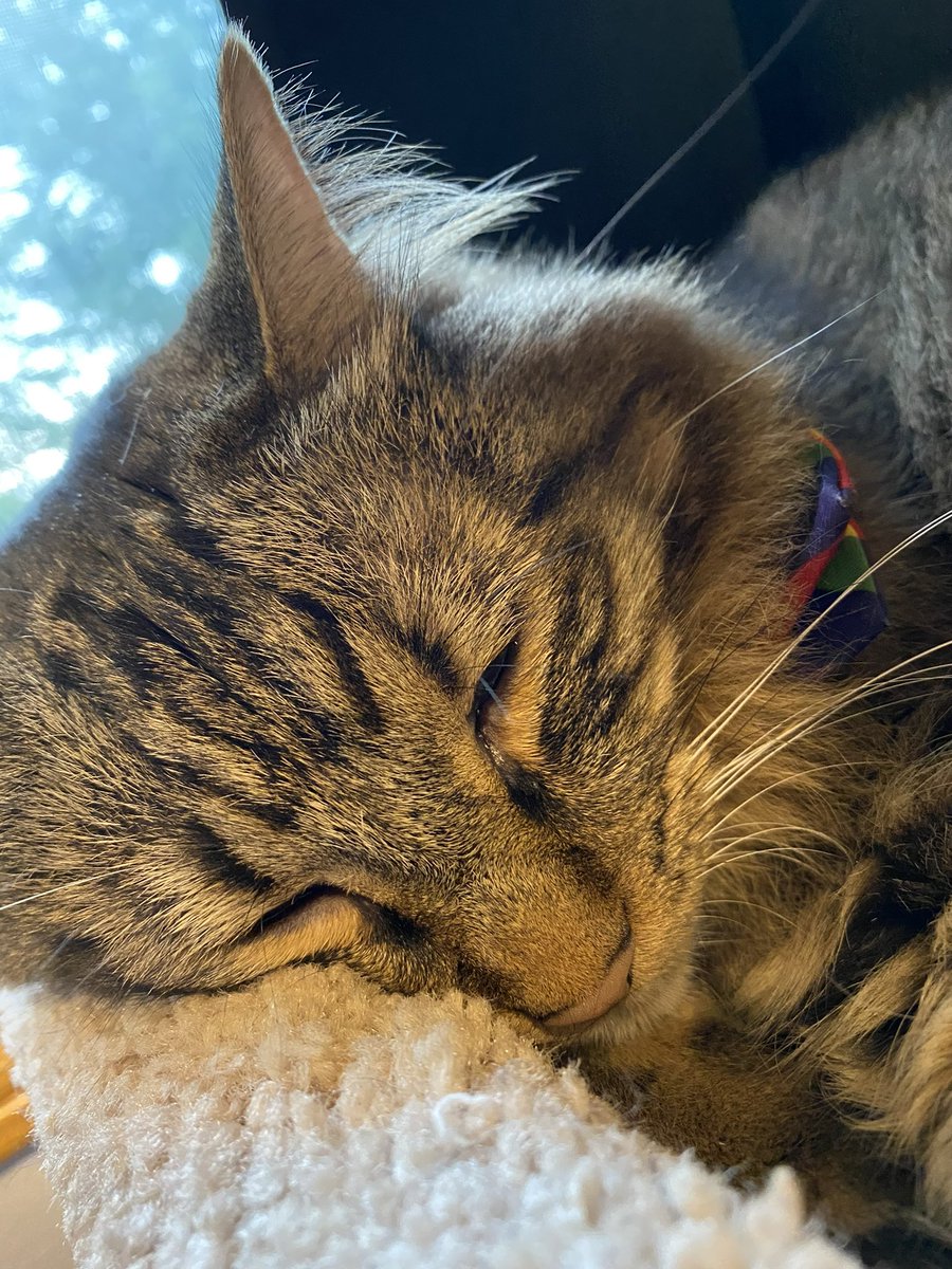 da smoochers tweet media